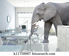 elephant in a room