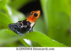 fantastic poison dart frog