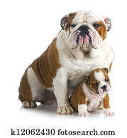 Father and son dogs Stock Image | k6281811 | Fotosearch