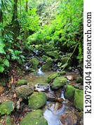 floresta amazônica, dominica