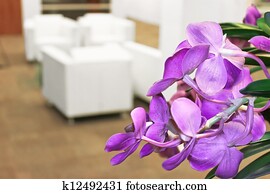 Flowers in the office interior Flowers in the office interior