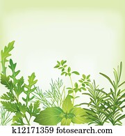 Frame of fresh herbs Frame of fresh herbs