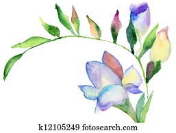 Freesia flowers, watercolor illustration Freesia flowers, watercolor illustration