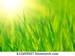 Fresh spring green grass and bright warm sun