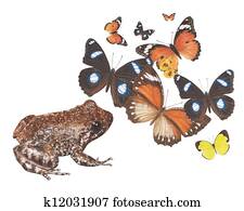 frog hungry frog hungry