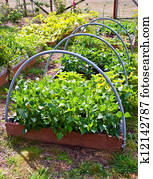 Garden Garden