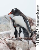 Gentoo penguin (Pygoscelis papua) family.