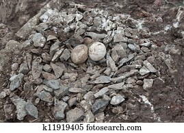 Gentoo penguin's nest.