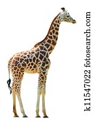 Giraffe Giraffe