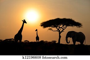 Giraffes and Elephant with Acacia tree with Sunset