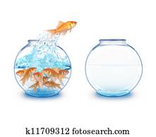 Gold Fish Jumping to Empty Bowl Gold Fish Jumping to Empty Bowl