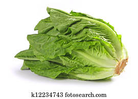 green lettuce green lettuce