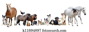 group of animals group of animals