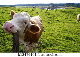 Happy Cow Happy Cow