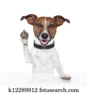 hello goodbye high five dog hello goodbye high five dog