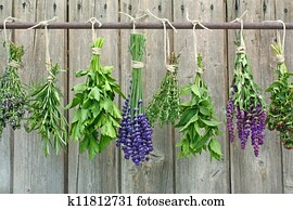herbs herbs