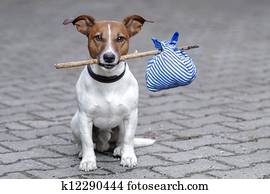 homeless dog homeless dog