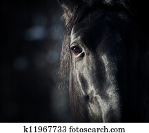 horse eye in dark horse eye in dark