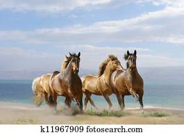 horses run horses run