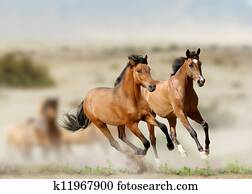 horses horses