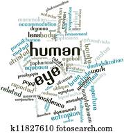 Human eye Human eye