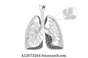 Clipart of Lobes of Lung lunglobe - Search Clip Art, Illustration