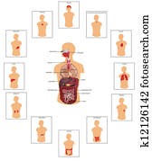 human organs illustration human organs illustration
