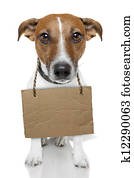 hund, mit, leerer, pappe hund, mit, leerer, pappe