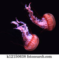 Jelly Fish Jelly Fish