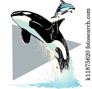 Killer Whale Killer Whale