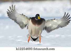 Landing Duck Landing Duck