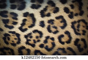 Leather Leopard. Leather Leopard.