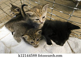Little kittens Little kittens