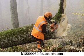 Lumberjack Lumberjack