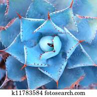 Macro of succulent plant in the desert Macro of succulent plant in the desert