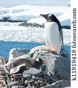 Male and female Gentoo penguins near the nest.
