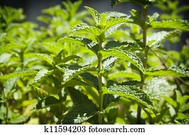 Mint Garden Mint Garden