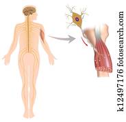 motor, neurônio, controles, músculo, eps10