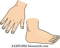 mão, e, pé, partes corpo