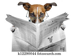 news dog news dog