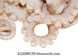 octopus octopus