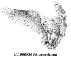 owl owl