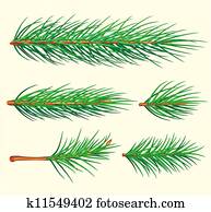 Pine Branches. Vector brush