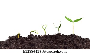 Plant germination and growth