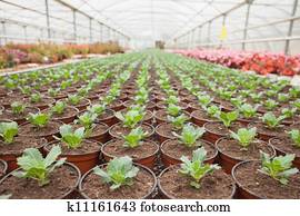 plantas, em, horticultura