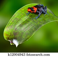 poison dart frog Peru