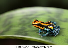 poison dart frog