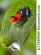 poison dart frog