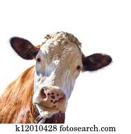 Portrait of a cute cow Portrait of a cute cow