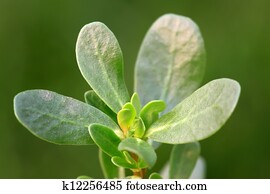 purslane